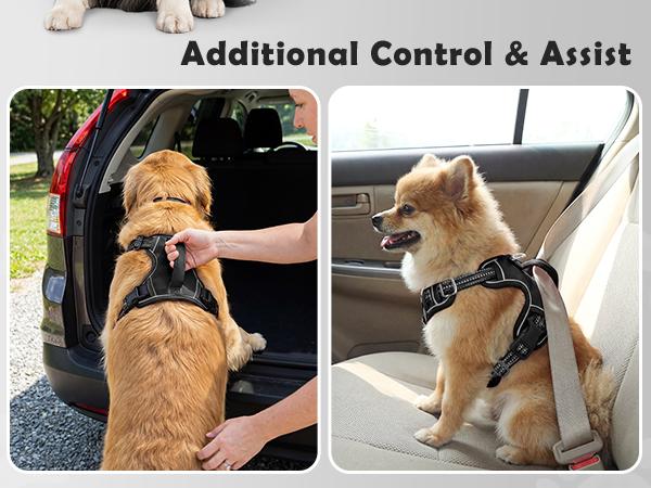 Text reads 'Additional Control &amp; Assist'. Series of images showing assistance with a golden-colored dog in various positions and settings.