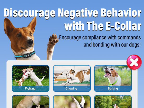 dog shock collar with remote control