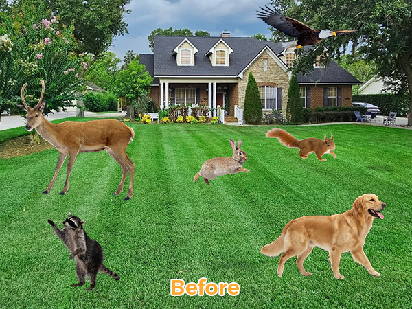 squirrel repellent