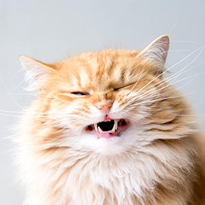 Kitten bad breath can “meowly” be a thing of the past – just add 1 capful to their water each day.