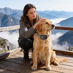Golden Retriever wearing collar sits on wooden observation deck overlooking misty mountain landscape. Scene captured on elevated viewing platform.