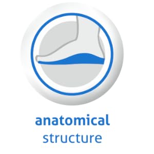 Anatomical Shape
