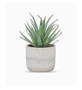 succulent plant