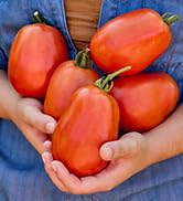 Burpee 'SuperSauce Hybrid' Tomato Seeds for Planting - Non-GMO, Indeterminate, Disease-Resistant,...