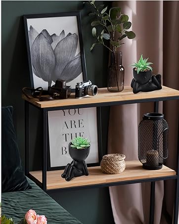 succulent plant