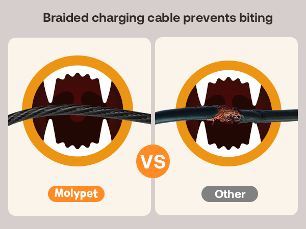 automatic cat food dispenser