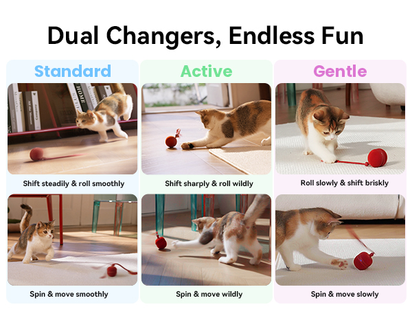 cat toys interactive