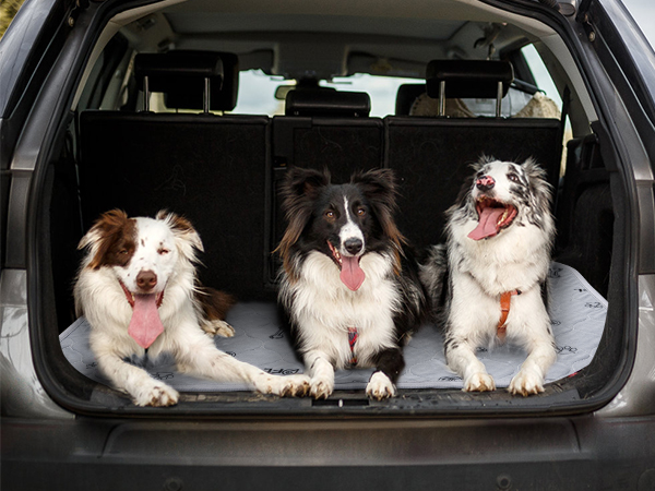 dog pee pads reusable