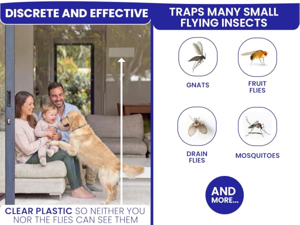 Discrete and effective fly catcher for inside home. Best indoor fly trap for small flying insects