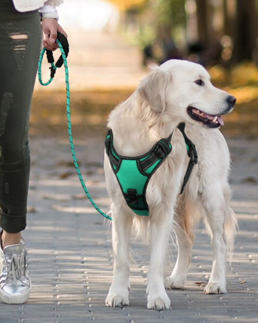 dog leash