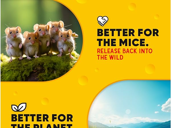 Humane Mouse Traps