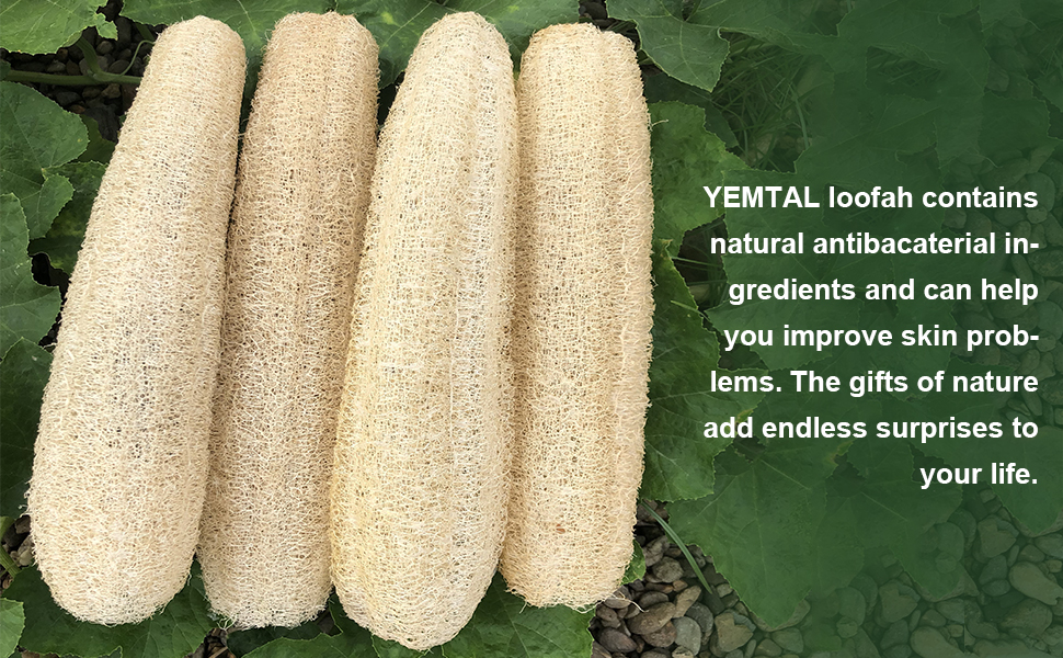  loofah contains