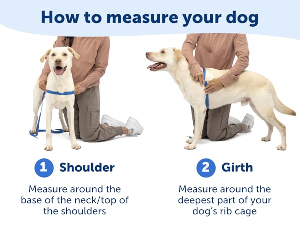 How to measure your dog