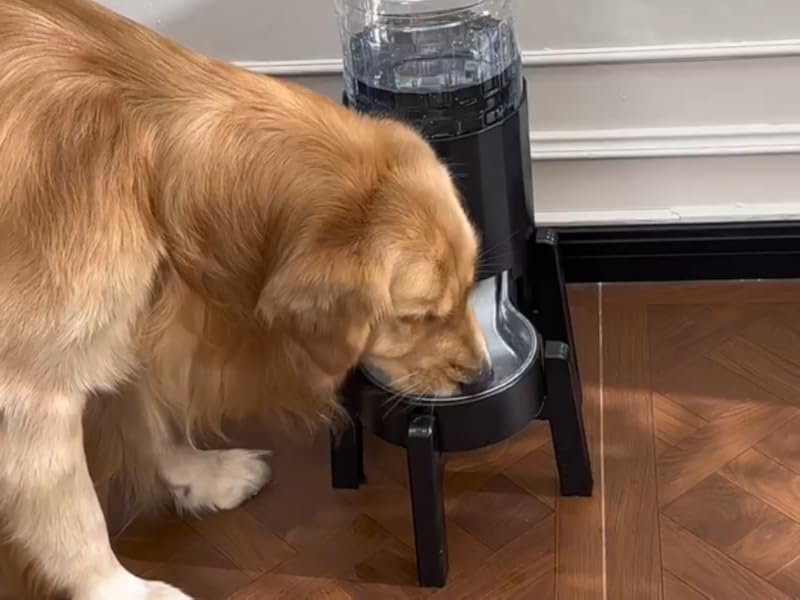Dog cat water dispenser