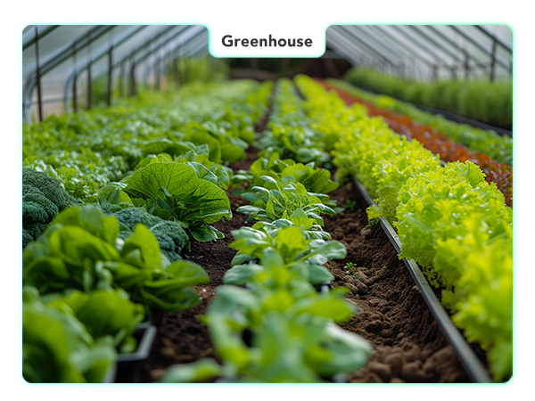 Greenhouse
