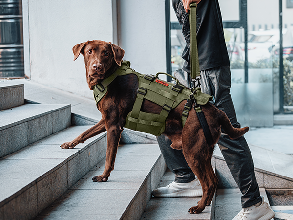 Brown dog wearing green tactical vest with pouches, standing on steps. Person's legs visible beside the dog.
