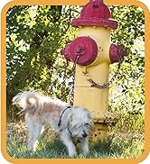 Out Petcare stain &amp;amp; odor products, dog diapers, training sprays, dog pads, dog wraps, cat cleaning