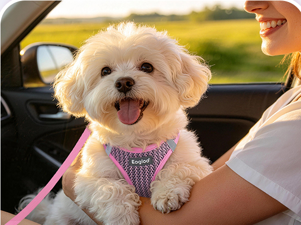 dog harness small dog