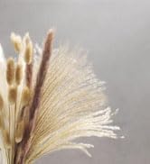 DomeStar 30PCS Cotton Stems, 15