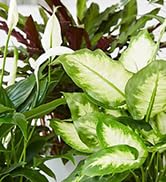 automatic plant waterer