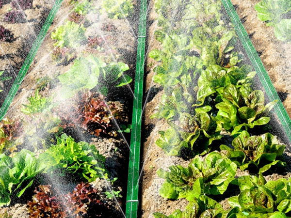 sprinkler hose