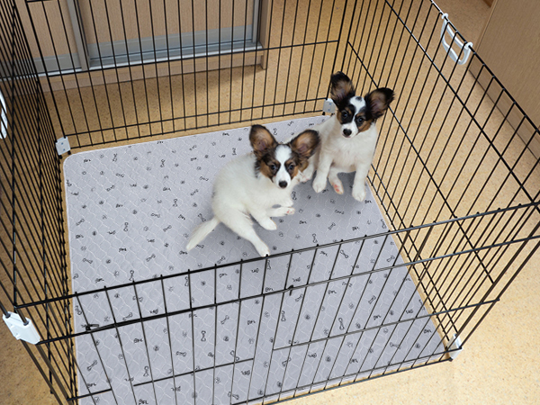 wasahble dog pee pads