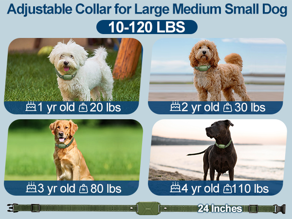 dog training collar