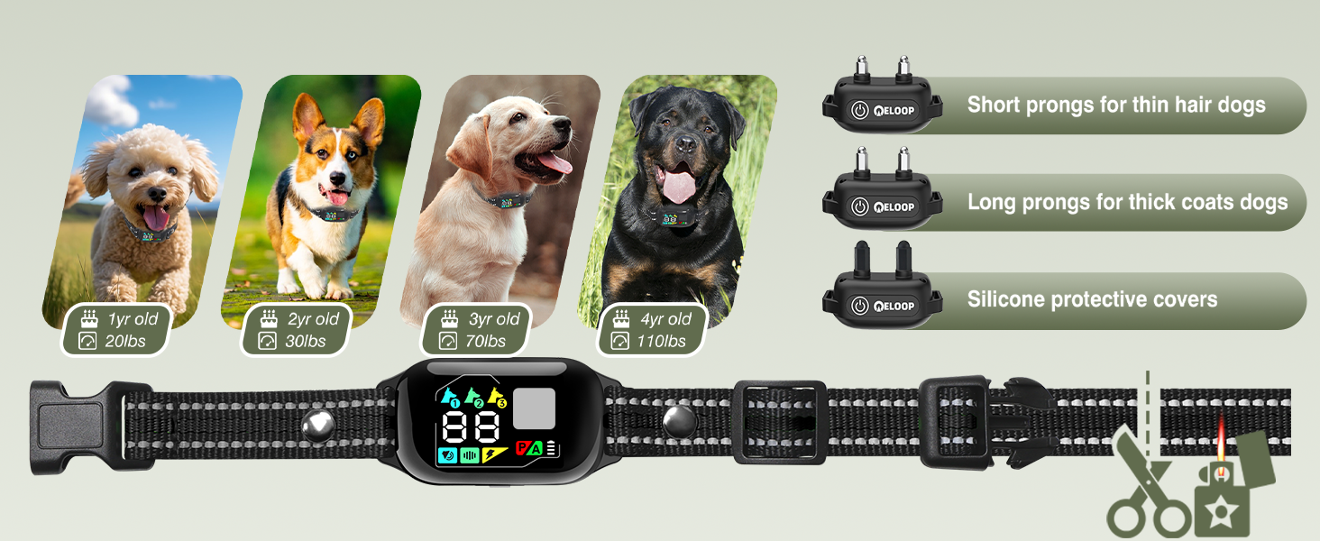 dog collar-6