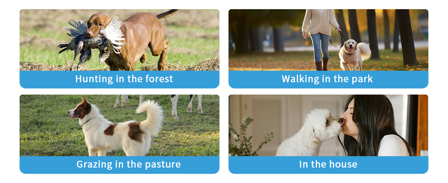 Dog GPS Tracker Scenes