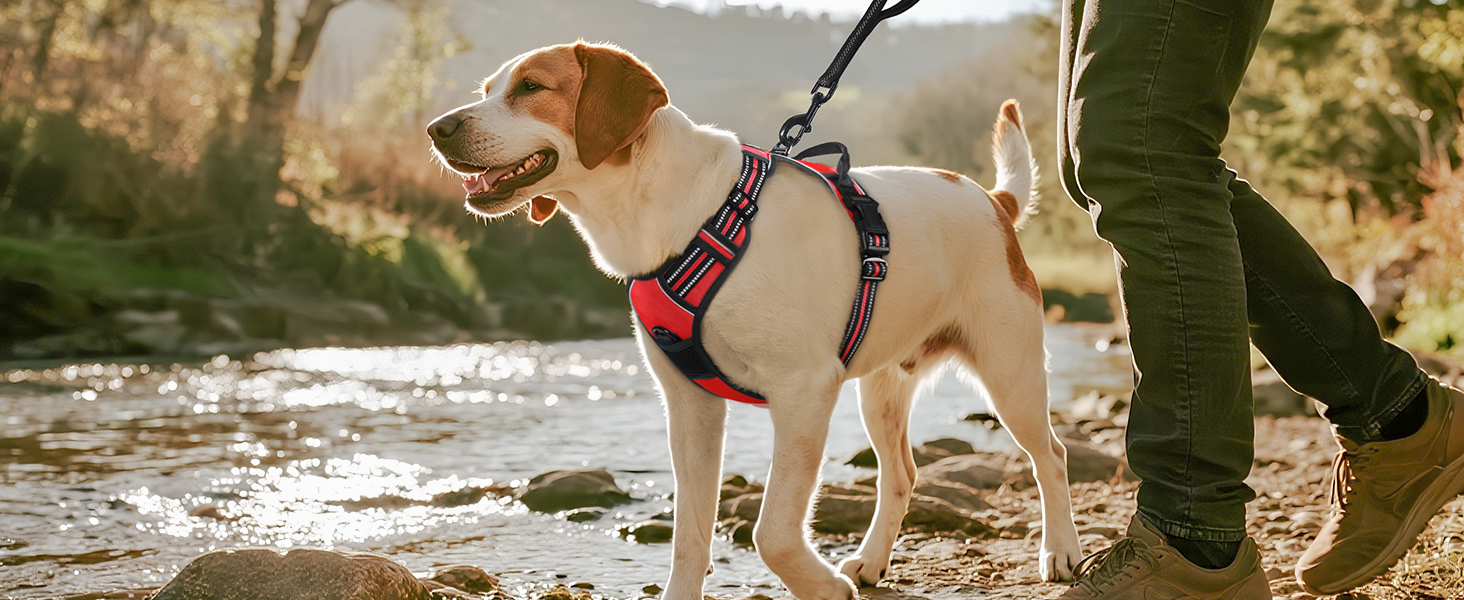 Classic dog harness