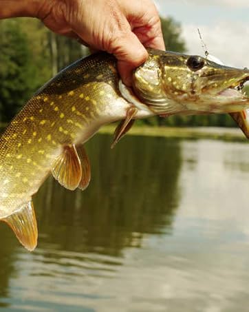 Ready Rod for Bass &amp;amp; Trout