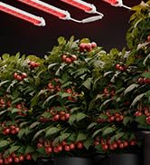 Red Spectrum Grow Light
