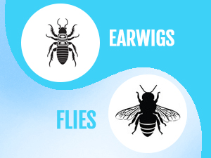 earwigs flies