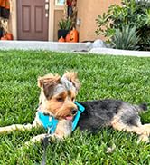 Dog Harness Step in Dog Vest Harness, Reflective Adjustable Puppy No Pull Harness Breathable Soft...