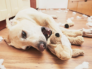 Light-colored dog lying on wooden floor surrounded by scattered dog treats or cookies.