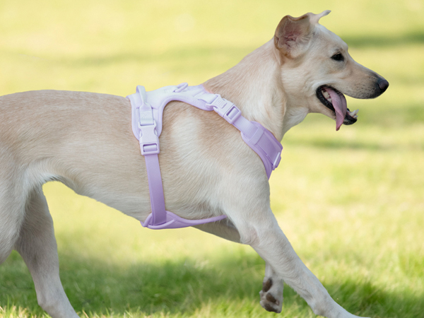 harness