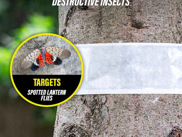 Tree trunk wrapped with a white band targeting spotted lanternflies and other insects