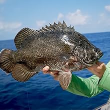 fish4