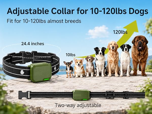 shock collar