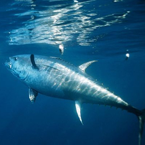 A fish in the saltwater