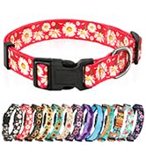 dog collar
