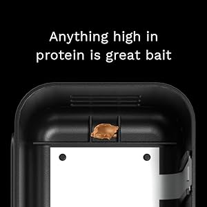 Anything high in protein is great bait