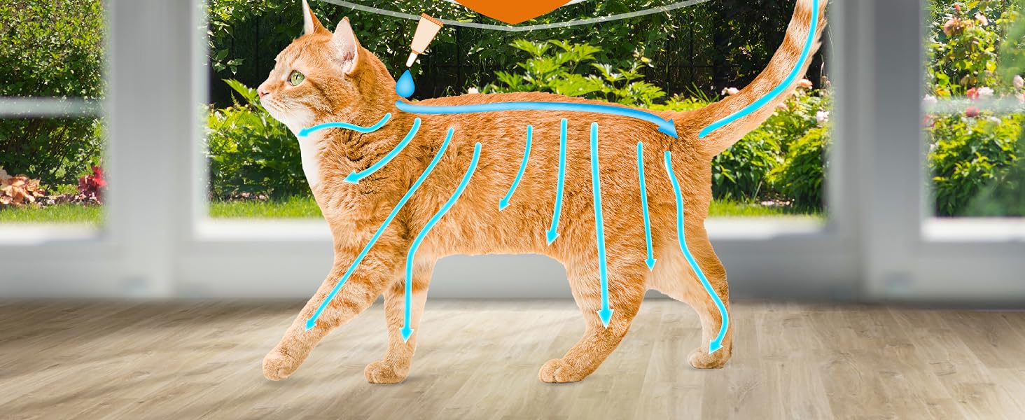 Topical on pet body
