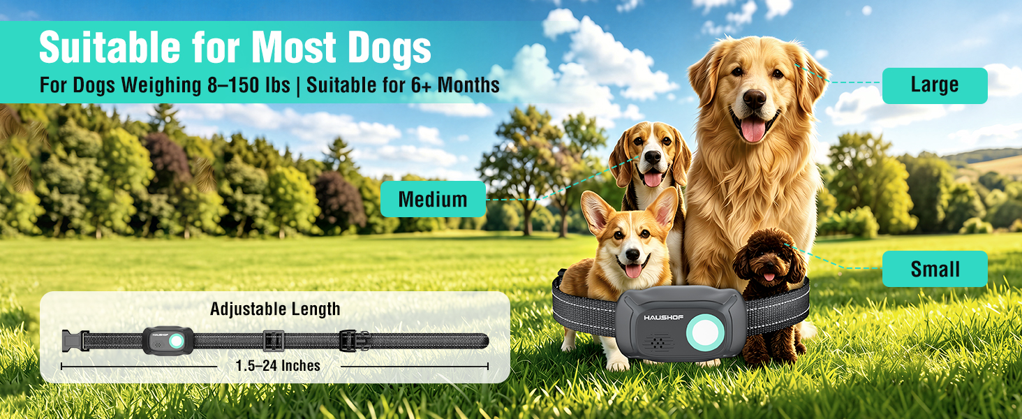 dog collars