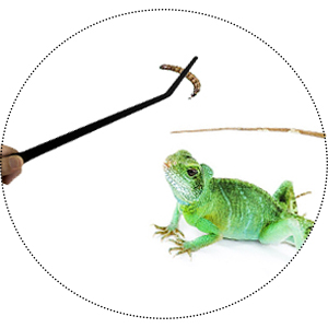 Reptiles Feeding Tong