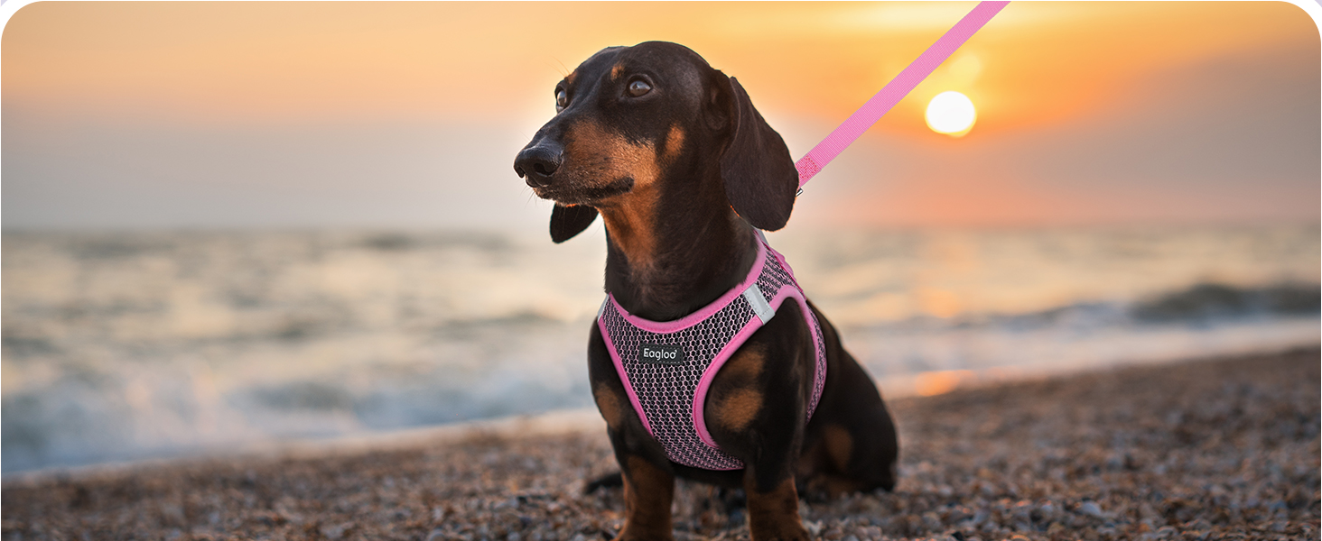 small sized dog harness