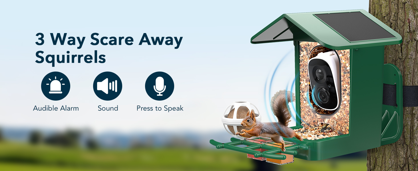 video bird feeder camera live