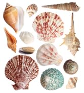 HAPY SHOP Mixed Sea Shells 250 g Shells Various Size up to 2.5 in Seashells Bulk with Box Shells ...