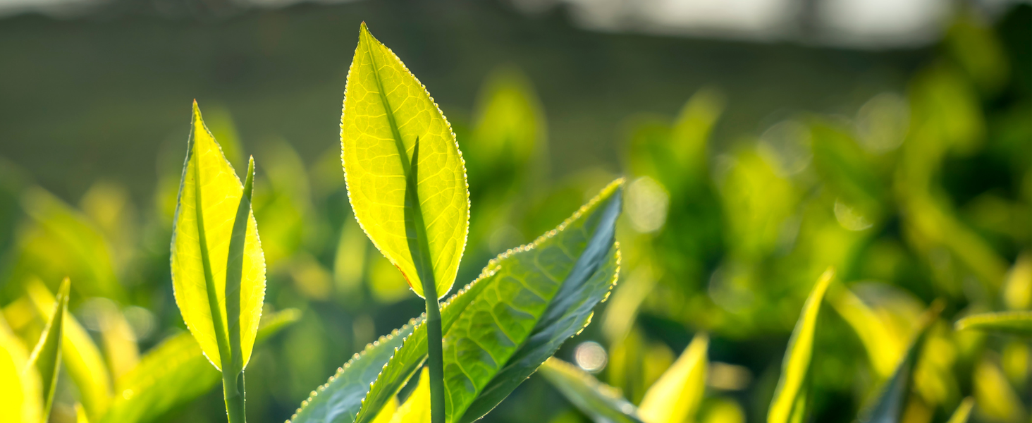 Premium green tea that powers more mindful Moments