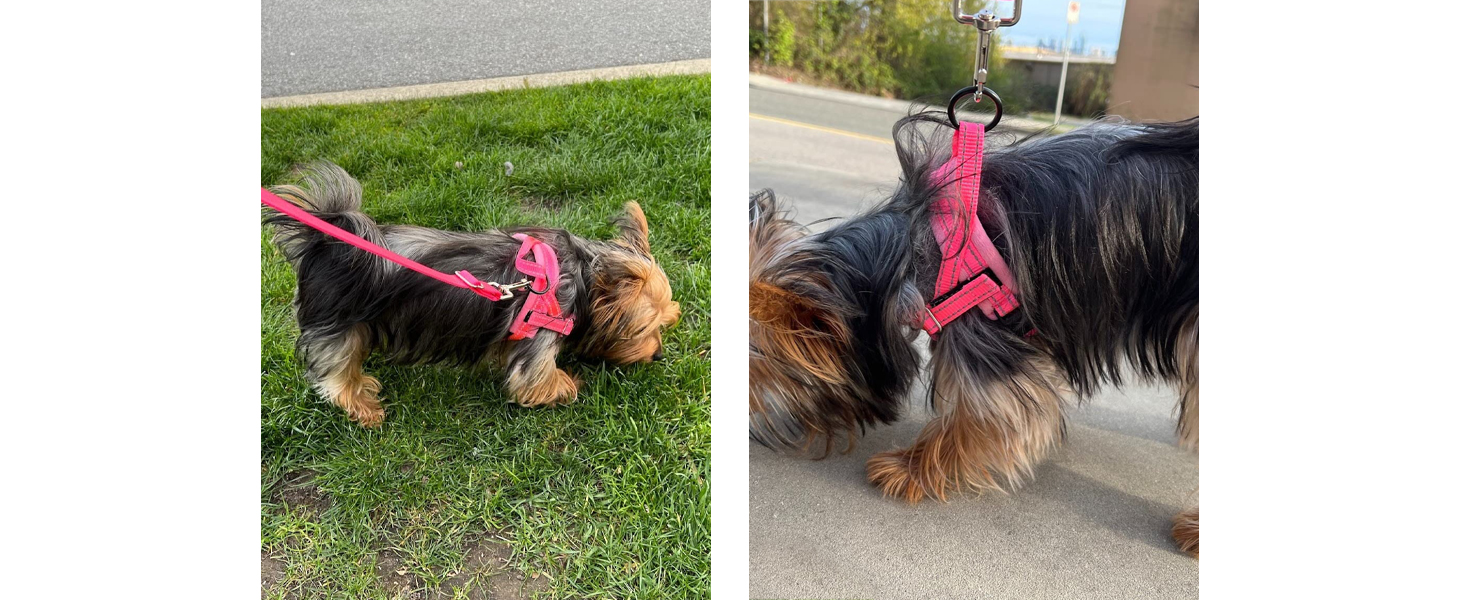 Walking Dog Harness and Leash Set